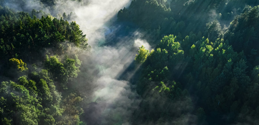 Introducing: The 2022 Eco Report